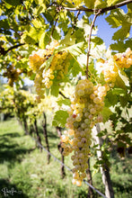 Afbeelding in Gallery-weergave laden, Druiventros Garganega