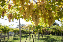 Afbeelding in Gallery-weergave laden, Wijngaarden Sandro de Bruno